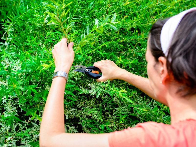 Type of Bush