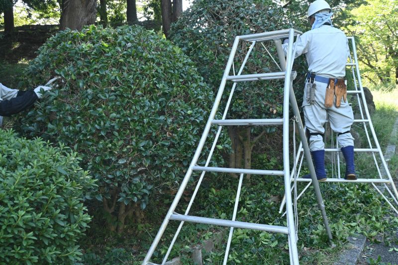 Bush Shaping and Pruning
