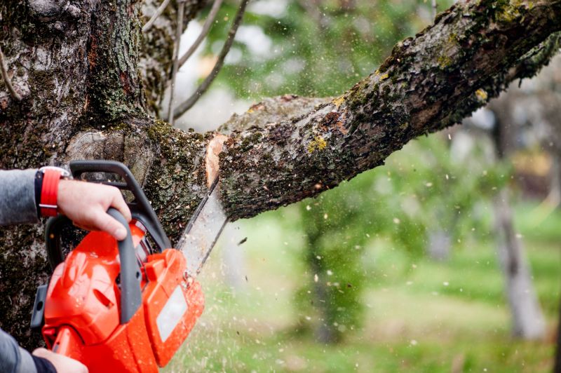 Birch Tree Removal in Doylestown, PA