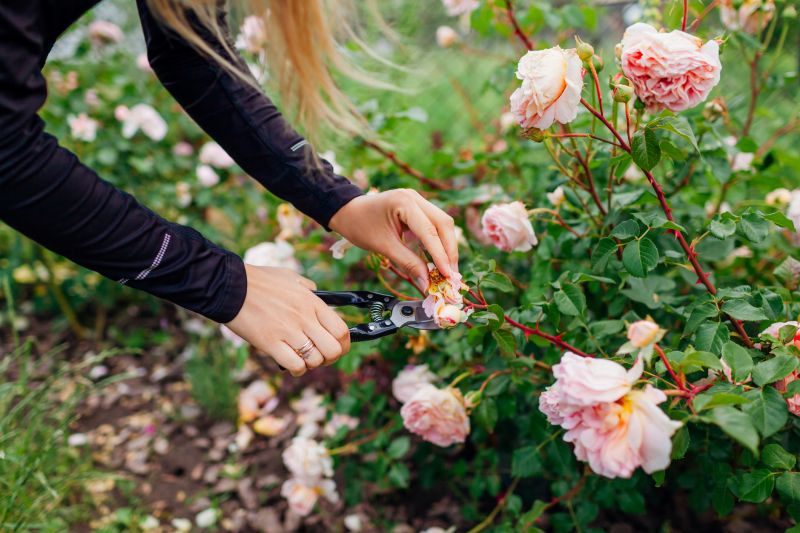 Bush Pruning in Ventura County, CA