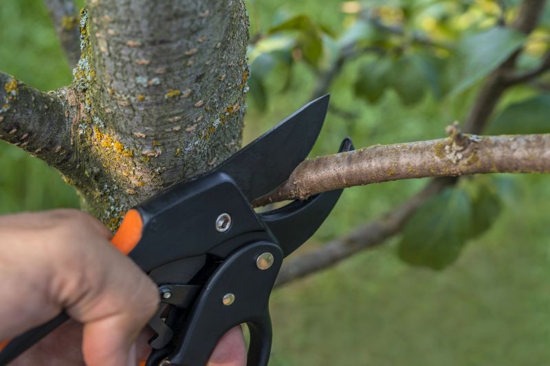 Peach Tree Pruning in Pottstown, PA