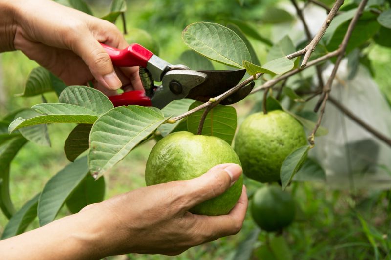 Peach Tree Pruning in Allentown, PA