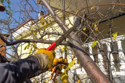 Tree Pruning in Doylestown, PA