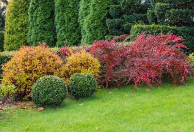 Ensure the Health of Your Shrubs!