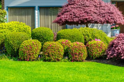 Shape the Shrubs!